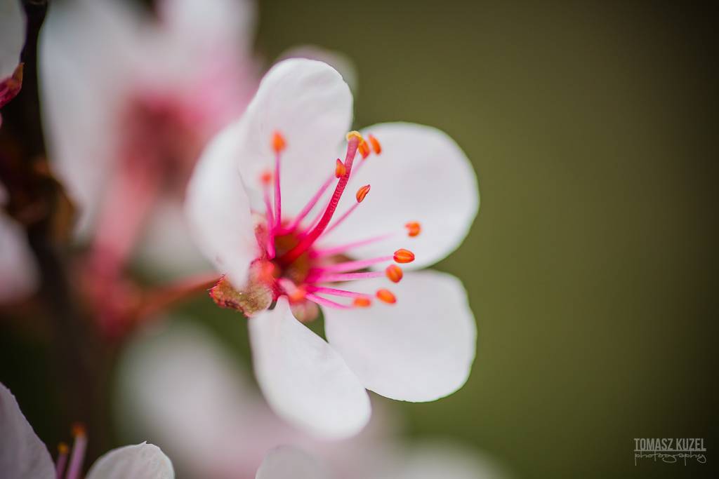 Beautiful flower